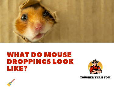 Mouse droppings size, color and how to recognize.